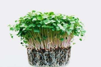 vermicompost for plants 100% pure vermicompost vermicompost for plants 100% pure vermicompost